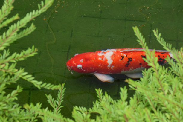 水中的鲤鱼。图片下载