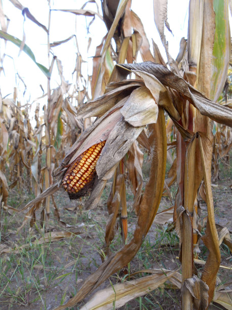 玉米穗轴图片下载