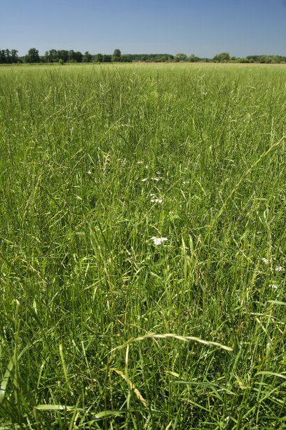草地和树木。图片下载