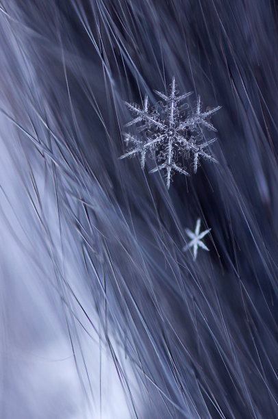 毛皮上的雪花素材图片