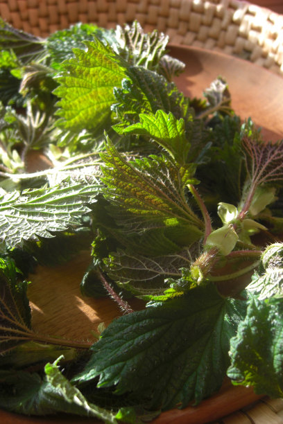 篮子里的荨麻植物图片下载