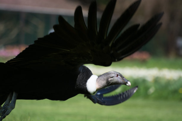 安第斯秃鹰（秃鹰）图片下载