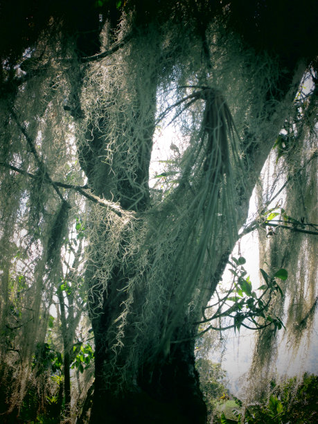 神秘的森林图片下载