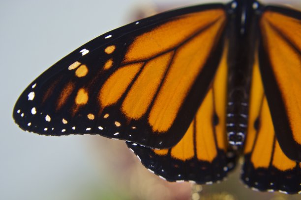 君主翼图片下载