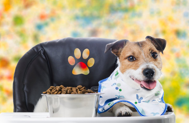 狗在儿童椅子上用爪子标志吃干食物图片下载