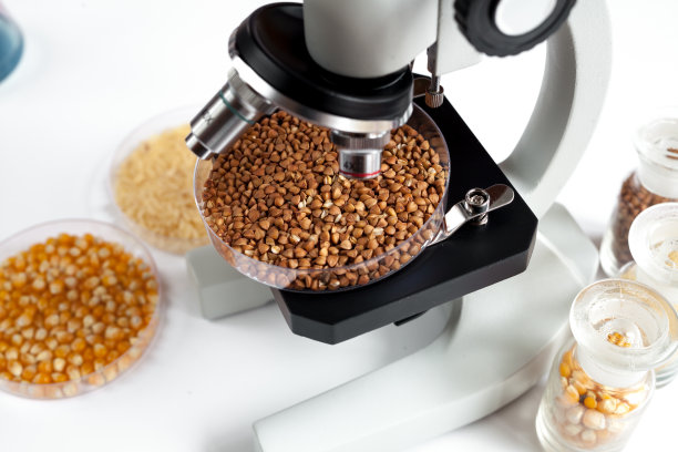 实验室的食品分析荞麦测试无人图片下载