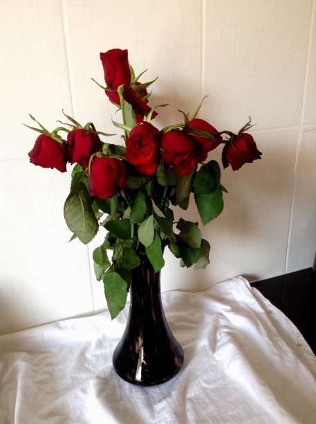 红玫瑰图片下载