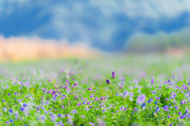 美丽的田园与紫花苜蓿花图片下载