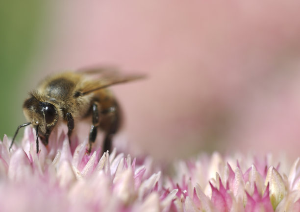 蜜蜂采集花蜜图片下载