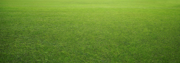 球场的草图片下载