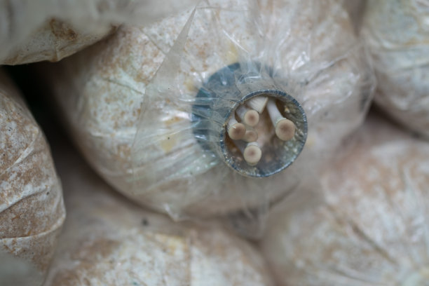 瓶中小蘑菇图片下载