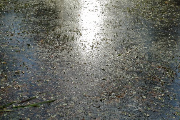 秋叶的质地图片下载