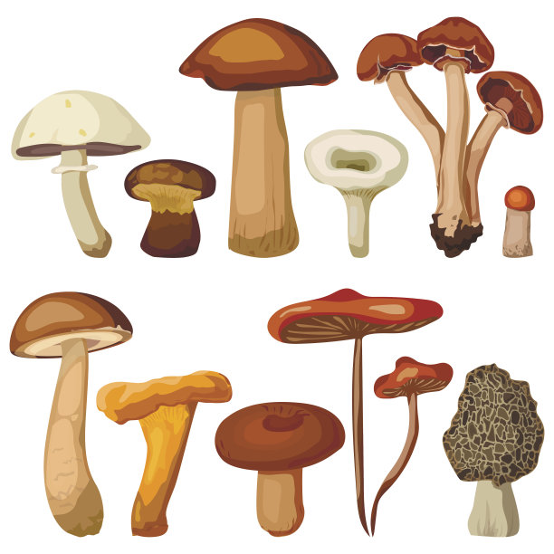 蘑菇林食用鸡油菌，松露帽牛肝菌黄秀矢量插图图片下载