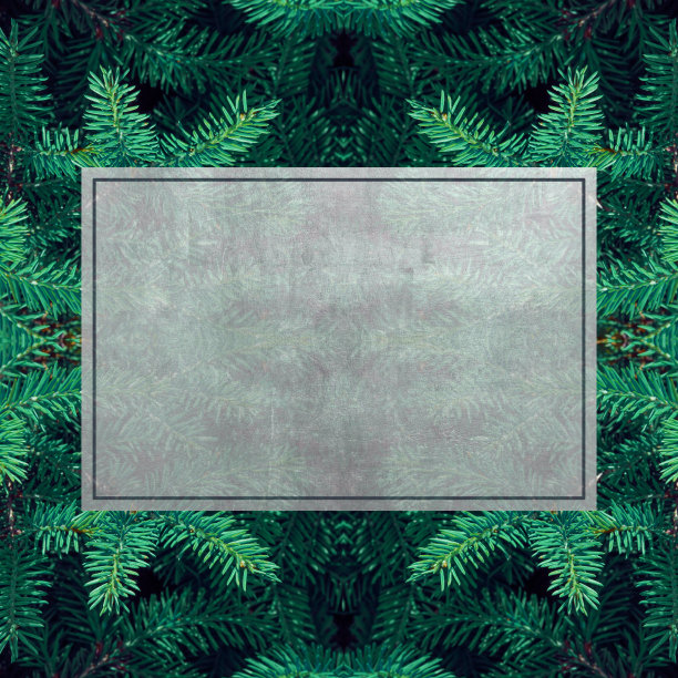 常绿冷杉树。文本框图片下载