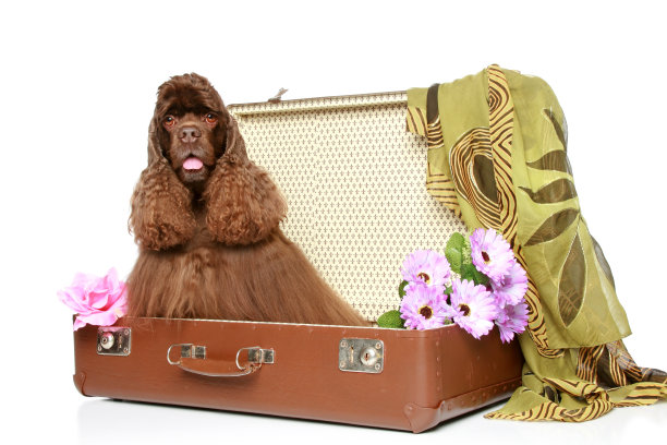 美国可卡犬坐在手提箱里图片下载