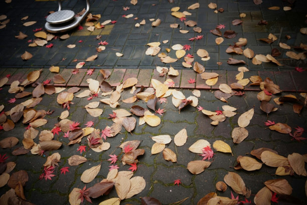 落叶飘落在路上。图片下载