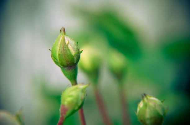 花园背景上的白玫瑰花蕾。新的花蕾。图片下载