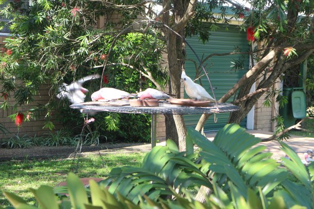 喂食盘上的小傻瓜，鹦鹉和大羚羊图片下载