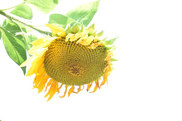 向日葵图片下载