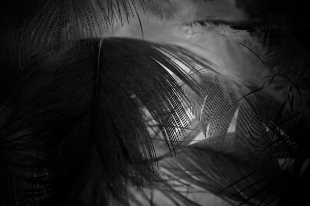 黑白复古色趋势鸡毛纹理背景图片下载