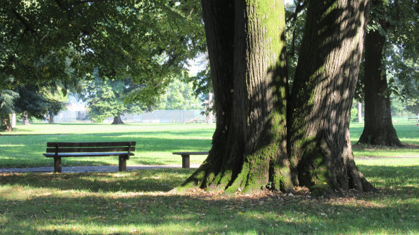 大树和阴影中的银行图片下载