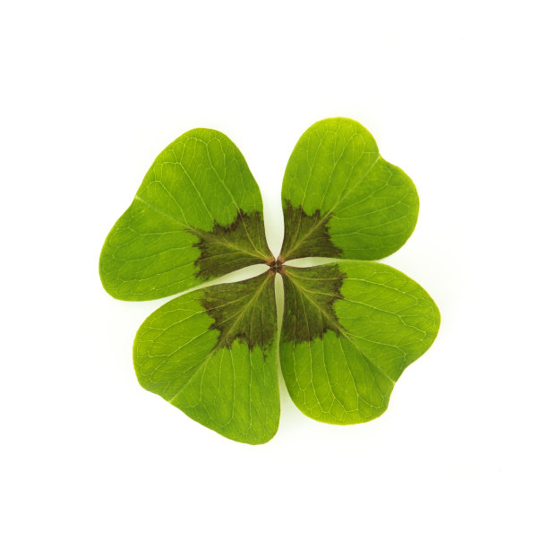 幸运的三叶草在白色的背景图片下载