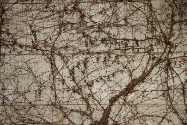 在寺庙图片下载