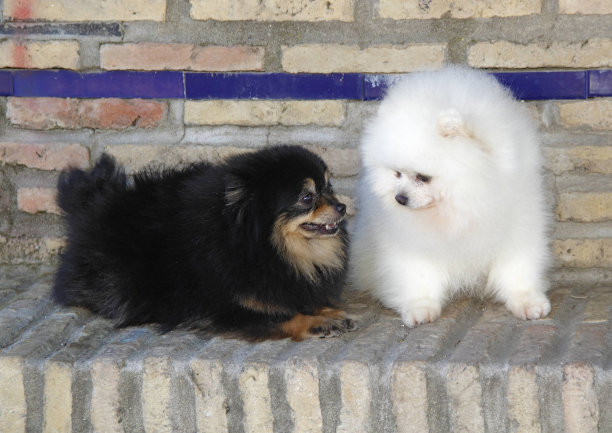 波美拉尼亚的露露图片下载