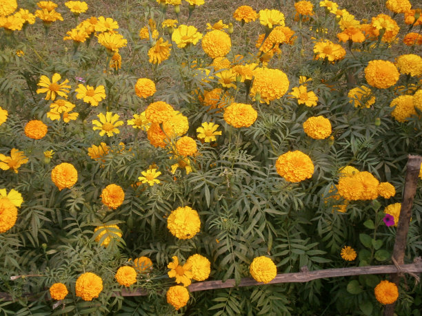 黄色快乐金色花园图片下载