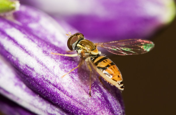 盘旋飞翔图片下载