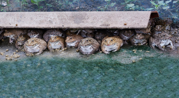 青蛙在孵化井农场图片下载