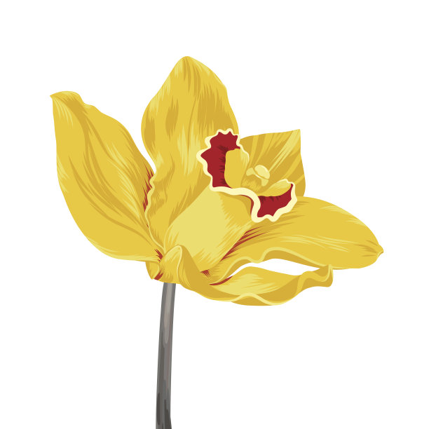 黄色的兰花图片下载