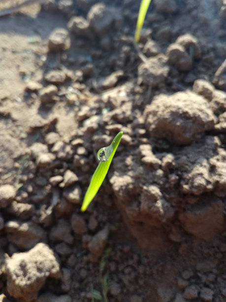 水滴在新生长的植物上图片下载