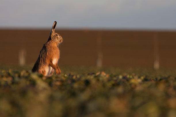棕色头发（欧洲红发）图片下载