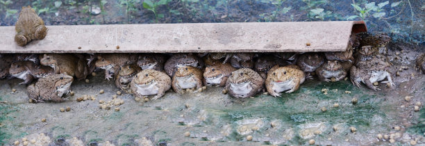 青蛙在孵化井农场图片下载