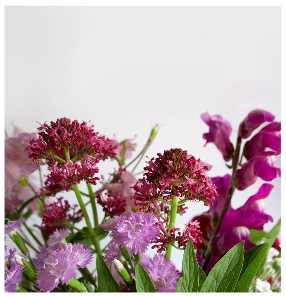 美丽的花朵图片下载