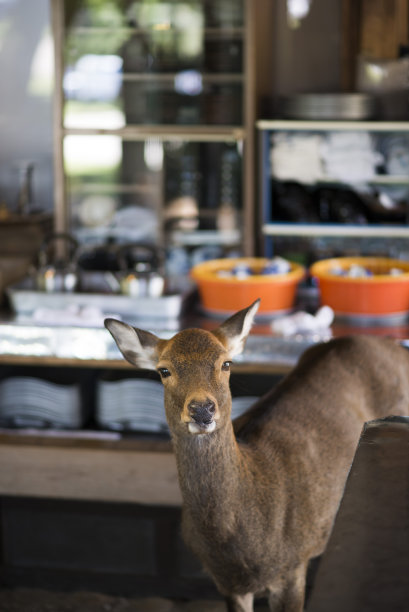 在日本奈良，一只鹿走进一家食品店图片下载