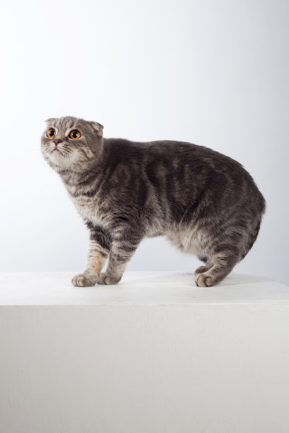 英国褶皱的猫图片下载