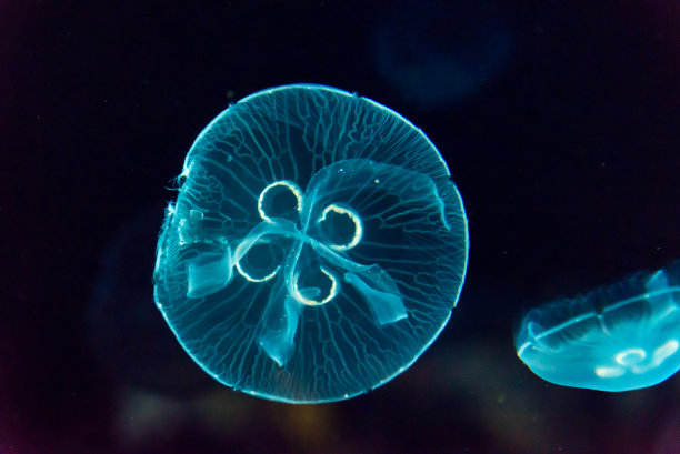 水母素材图片
