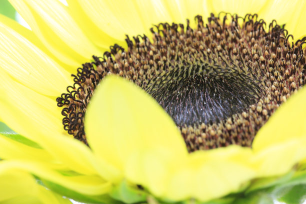 向日葵的特写照片图片下载
