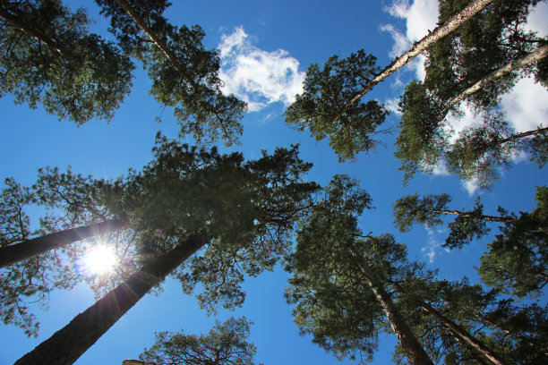 松树森林图片下载