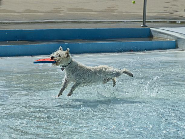 狗在游泳池里抓玩具图片下载