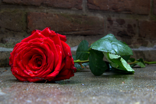 雨中的红玫瑰图片下载