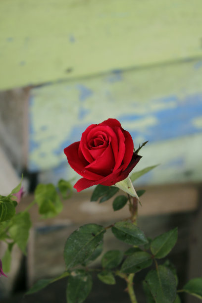 美丽的红玫瑰图片下载