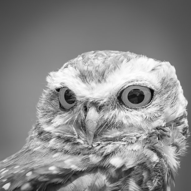 猫头鹰的样子图片下载