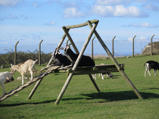 爬架上的山羊图片下载