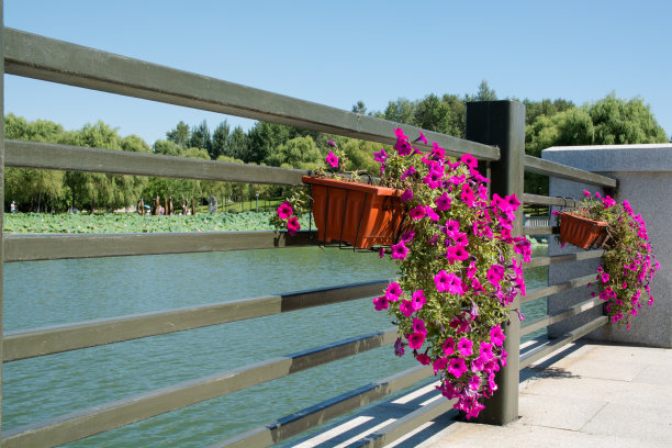 旋花在公园的篮子里。图片下载