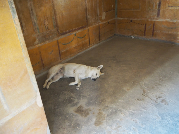 在庞贝的墙上打盹图片下载