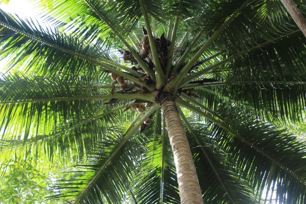 棕榈图片下载