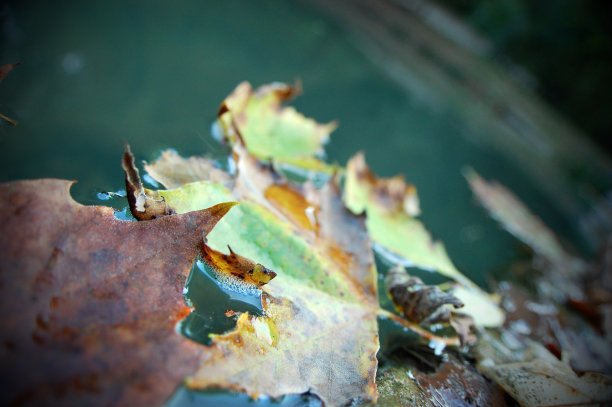 秋天的微风图片下载